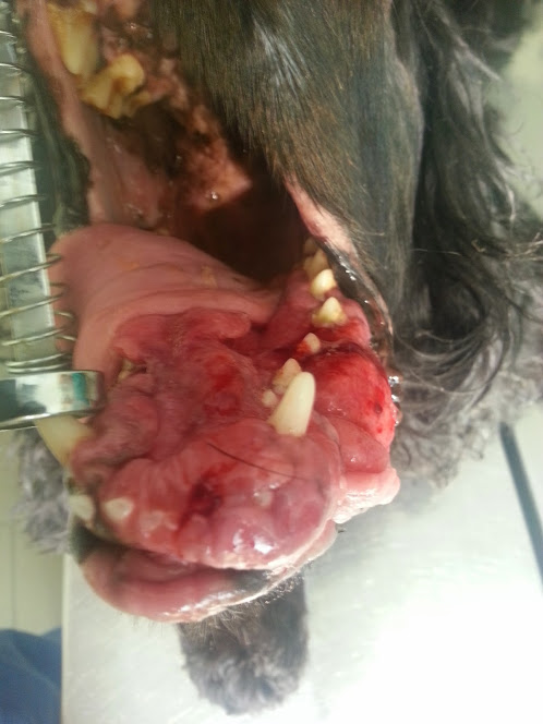 carcinoma bocca
